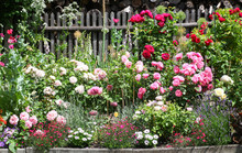 Beautiful Flowerbed In A Traditional Cottage Garden With Roses, Lavender Foxgloves And Other Beauiful Plants