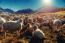 Flock Of Sheep On Beautiful Mountain Meadow.
