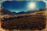 Fototapeta Kosmos - Flock of sheep on beautiful mountain meadow, old photo effect.