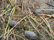 Schildkröten im Hule Nationalpark
