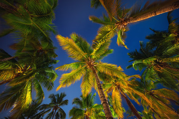 Coconut palm trees perspective view at night