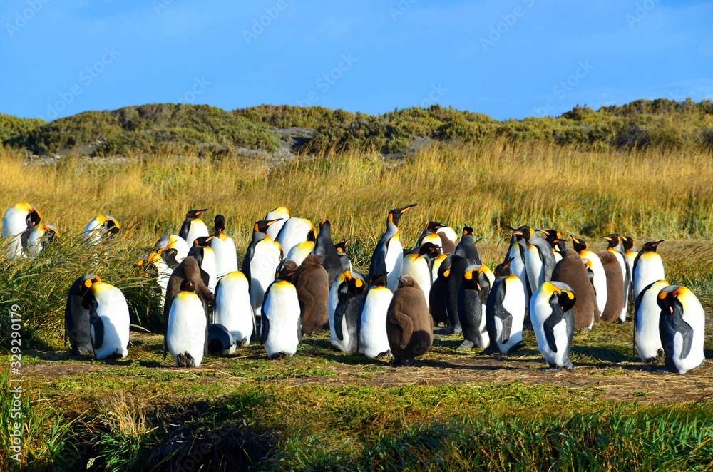 group of penguins in front of tree - obrazy, fototapety, plakaty 