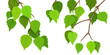 A branch of birch on a white background, young green leaves. Bright spring background, vector illustration