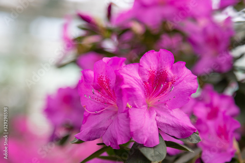 Azaleas tropical flower.