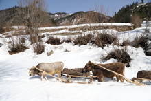 Guiding His Two Oxen To Pull The Tree In The Winter Time.artvin/turkey