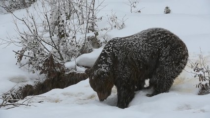 Wall Mural - Brown bear (Ursus arctos) walking to entrance of den during snow shower in winter / autumn