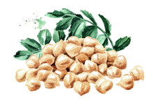 Pile Of Chickpeas With Leaves And Peas. Hand Drawn Watercolor Illustration  Isolated On White Background