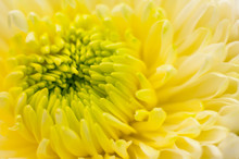 Yellow Chrysanthemum Close Up