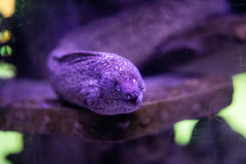 moray eel in a marine aquarium