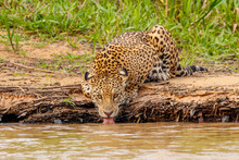 Wild Jaguar In Its Natural Habitat Drinking Water Along The Cuiaba River Bank In Pantanal, Brazil