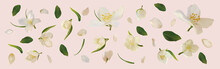 3D Realistic Jasmine With Green Leaf. White Jasmine Flower In Motion. Beautiful Jasmine Closeup. Vector Illustration.