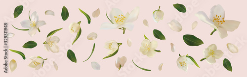 3D realistic jasmine with green leaf Poster Mural XXL