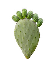 Pickly Pear Green Opuntia Cactus Paw With Fingers Isolted On White Background. Barbed Painful Feet Disease Concept