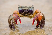 Red Clawed Crab