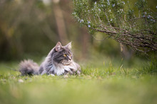 Cute Blue Tabby Maine Coon Cat Lying On Grass Outdoors In Nature Next To Rosemary Bush Looking To The Side
