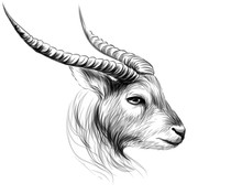 Goat. Sketch, Black And White, Drawn Portrait Of A Goat On A White Background.