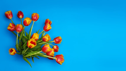 Wall Mural - Tulips flowers on natural background.