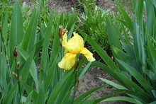 A Flower Of Yellow Bearded Iris In May