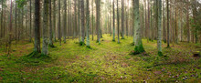 Panorama Of An Old Spruce Forest With Moss On The Ground