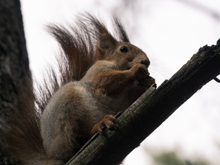 Red squirrel in the coniferous forest