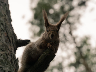 Red squirrel in the coniferous forest