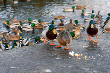 Feeding Wild Ducks In The Spring Season. City Ducks On The Lake Shore