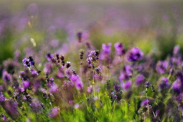 lavander