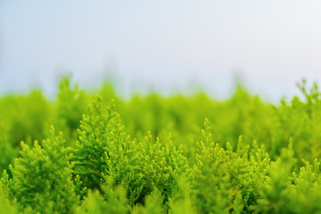 Bright green leaves close up on a blur sky background