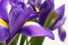 Beautiful Dark Purple Iris Flower On White Background