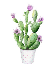 Flowering Cactus In A Pot. Plant Detail For Card, Postcard, Invitation, Greeting, Pattern. Watercolour Illustration On White Background.