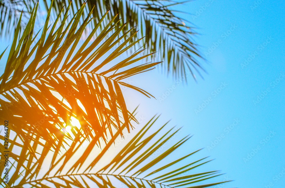 Palm tree on blue sky - obrazy, fototapety, plakaty 