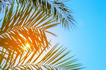 Palm Tree On Blue Sky