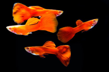 Canvas Print - full red guppies