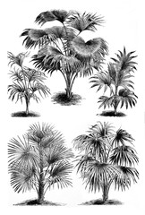 Collage of exotic palm / Antique illustration from Brockhaus Konversations-Lexikon 1908