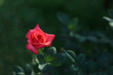 Wall Mural - Delicate Red rose blooming with green scenery