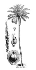 Coconut palm tree (Cocos nucifera) / Antique illustration from Brockhaus Konversations-Lexikon 1908