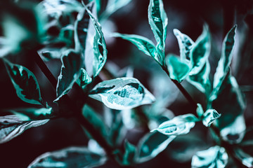 Wall Mural - Green plant botanical natural background