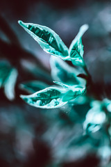 Wall Mural - Green plant botanical natural background