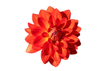 Poster - dahlia 'taratahi ruby' a red tuberous herbaceous perennial summer autumn perennial flower plant cut 