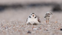 Piping Plover Mother With Chicks Video Clip In 4k