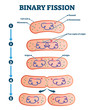 Binary fission process, vector illustration diagram