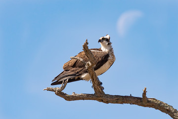 Wall Mural - An Osprey perched with the moon in the background.