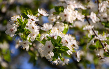 Flowering Branches Of Cherry. White Blossoming Flowers On A Background Of Green Flakes