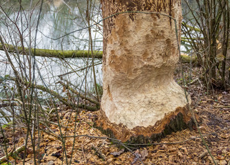 Wall Mural - gnawed off tree trunk