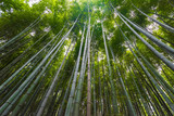 Fototapeta Sypialnia - Arashiyama Bamboo Forest in Kyoto Japan