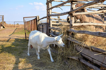 Goats on the farm. Farm goats walk on the grass. Farm with goats. Small cattle walk in nature. Small Cattle Country Farm.