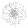 Beautiful monochrome, line, black and white gerbera flower isolated. Hand-drawn contour lines and strokes.