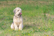 Irish soft coated wheaten terrier on grass of meadow background