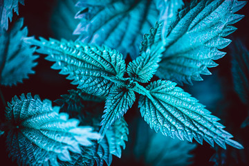 Wall Mural - Green nettle plant botanical natural background