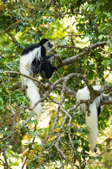 Wall Mural - Mantled guereza (Colobus guereza), also known simply as the guereza, the eastern black-and-white colobus, or the Abyssinian black-and-white colobus